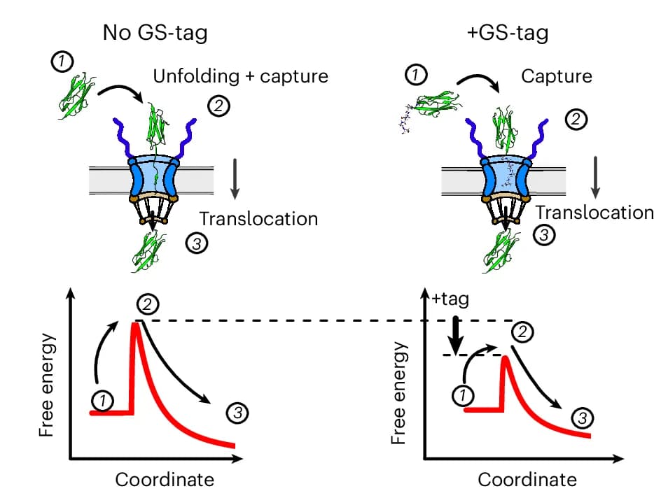 Open access visualization of Workflow, Line Plot, Protein Cargos, Nuclear Pore Complex, Mechanically Labile Peptide Tag