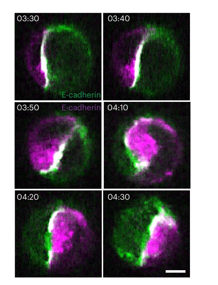 Open access visualization of Microscopy, Rotating Doublet, E-cadherin-GFP, E-cadherin-DsRed
