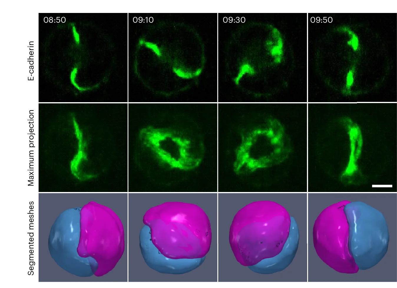 Open access visualization of Microscopy, 3D Plot, Rotating Doublet, E-cadherin-mNG, Cross-Section