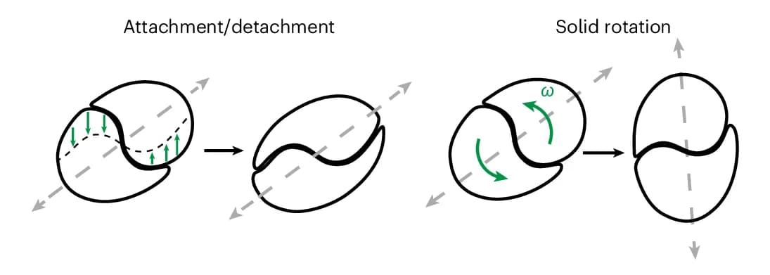 Open access visualization of Workflow, Illustration, Doublet Rotation, Interface Deformation, Cell Rotation
