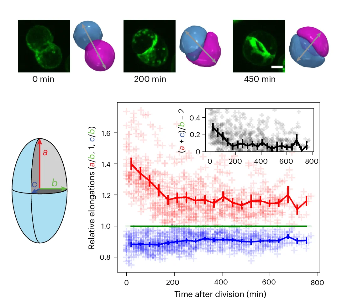 Open access visualization of Line Plot, Error Bars, Scatter Plot, Rotating Doublets, E-cadherin-mNG