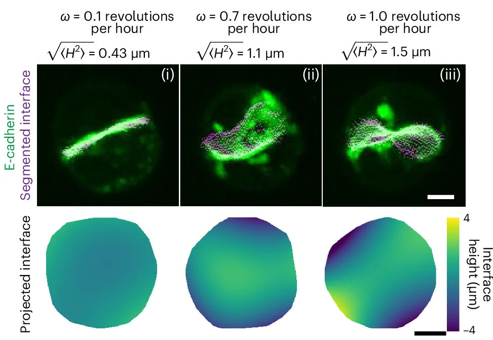 Open access visualization of Microscopy, Heatmap, Interface Shape, Rotation Magnitudes, E-cadherin