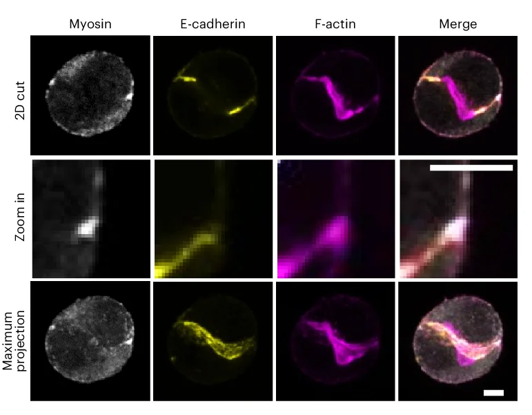Open access visualization of Microscopy, Myosin, E-cadherin, F-actin, Cell Doublets