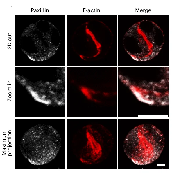 Open access visualization of Microscopy, Paxillin, F-actin, Cell Doublets