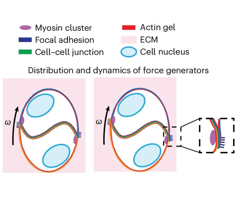 Open access visualization of Illustration, Force-Generating Proteins, Adhesion Proteins, Rotating Doublet, Focal Adhesions