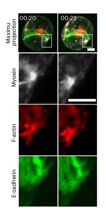 Open access visualization of Microscopy, Rotating Doublet, Myosin-KO1, SiR-Actin, E-cadherin-mNG