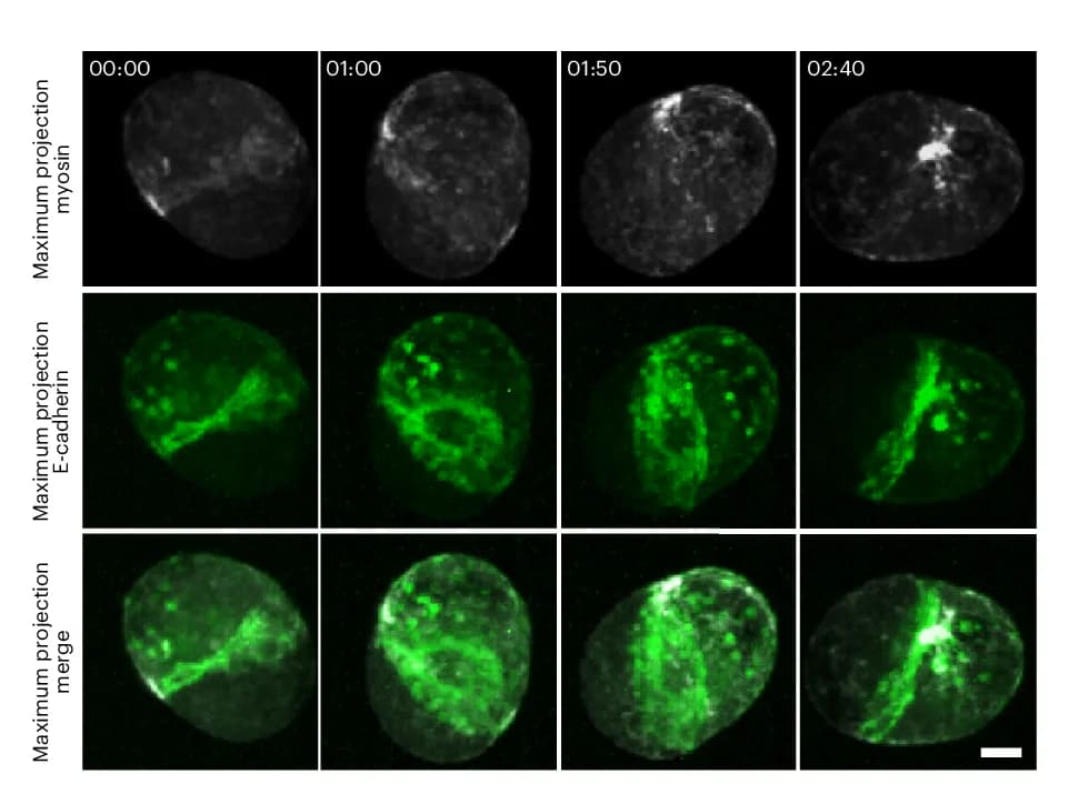 Open access visualization of Microscopy, Rotating Doublet, E-cadherin-mNG, Myosin-KO1