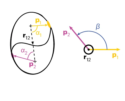 Open access visualization of Illustration, Myosin, Polarity Angles