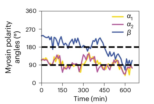 Open access visualization of Line Plot, Myosin, Polarity Angles, Doublet Axis, Cell Doublets