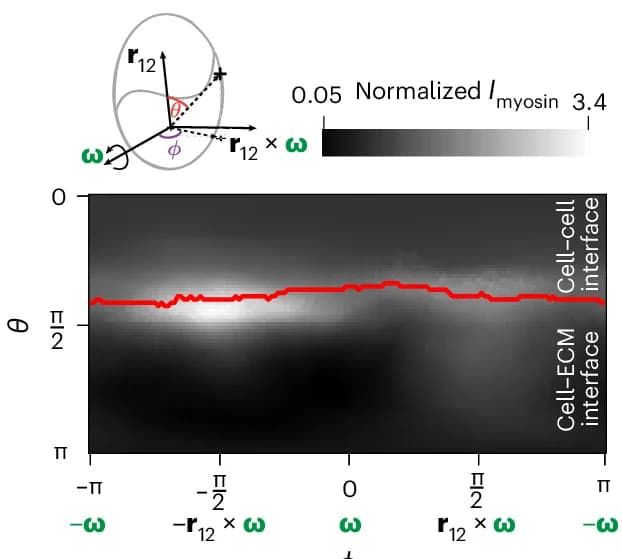 Open access visualization of Heatmap, Line Plot, Myosin Intensity, Spherical Coordinates, Rotation Vector