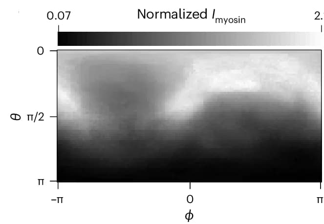 Open access visualization of Heatmap, Myosin Intensity, Spherical Coordinates, Reference Frame