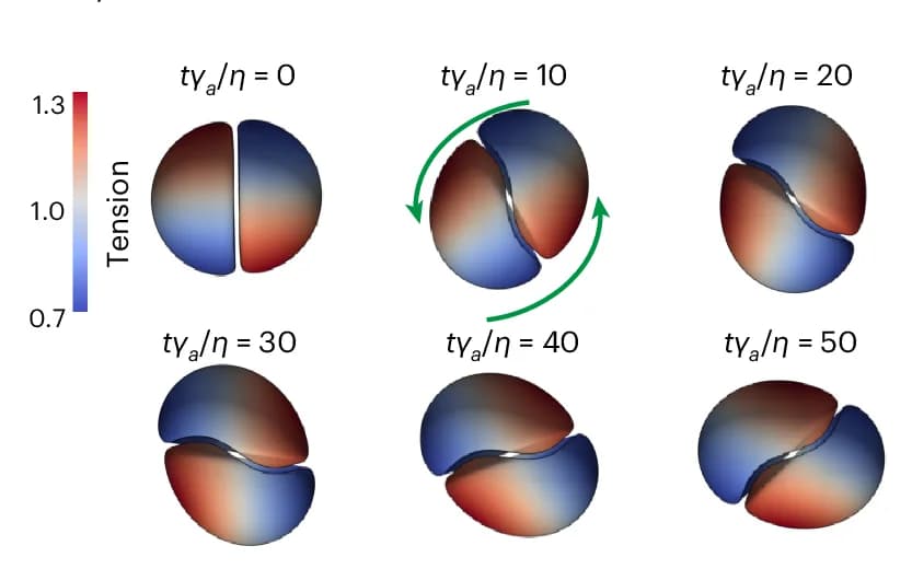 Open access visualization of 3D Plot, IAS Simulation, Cortical Viscosity, Active Tension, Time
