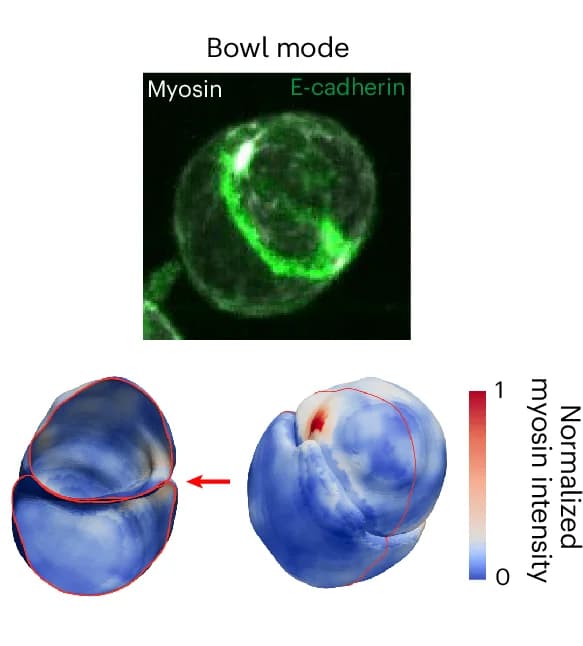 Open access visualization of Microscopy, 3D Plot, Rotating Doublet, Bowl Mode Deformation, Doublet Interface