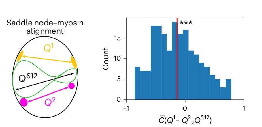 Open access visualization of Histogram, Illustration, Experimental Histogram, Saddle-Node Mode, Cortical Myosin Nematic Tensors