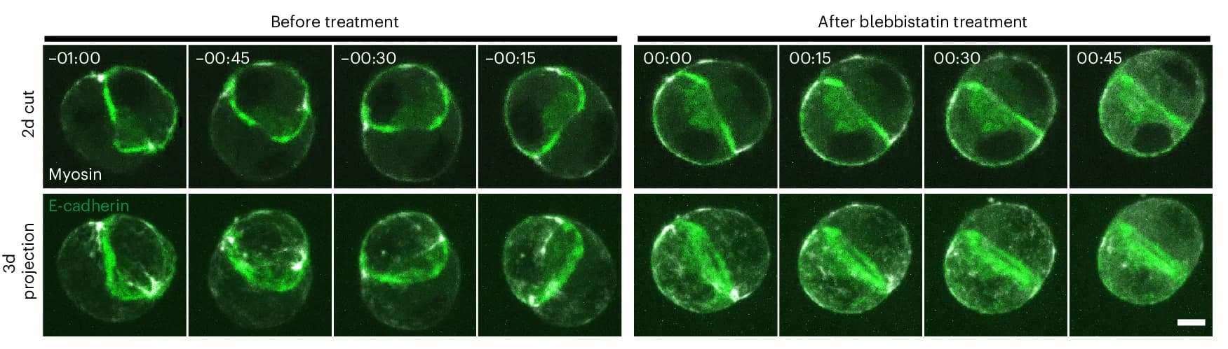 Open access visualization of Microscopy, Rotating Doublet, Blebbistatin Treatment, E-cadherin-mNG, MRLC-KO1