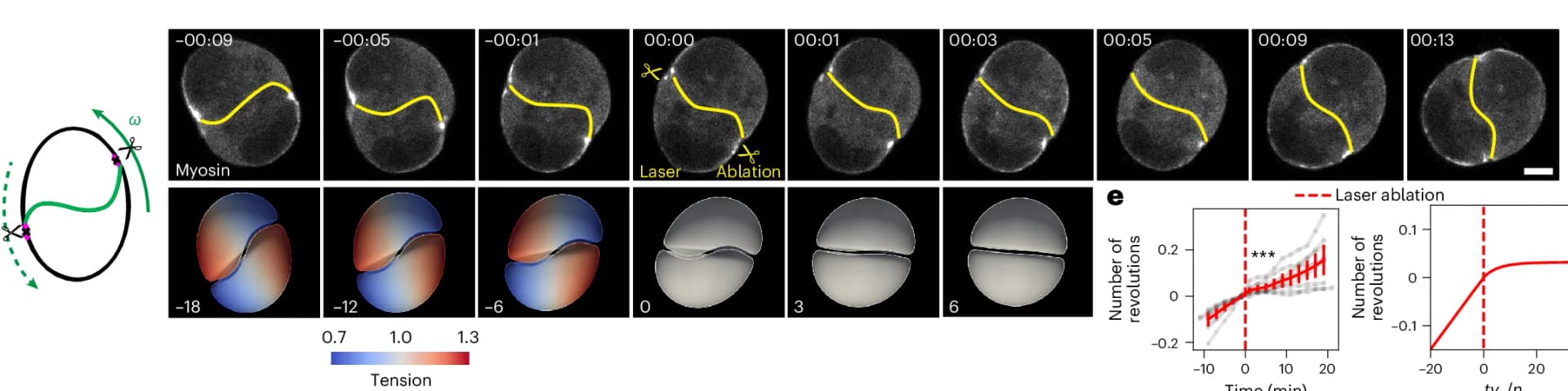 Open access visualization of Microscopy, Line Plot, Error Bars, Rotating Doublet, MRLC-GFP