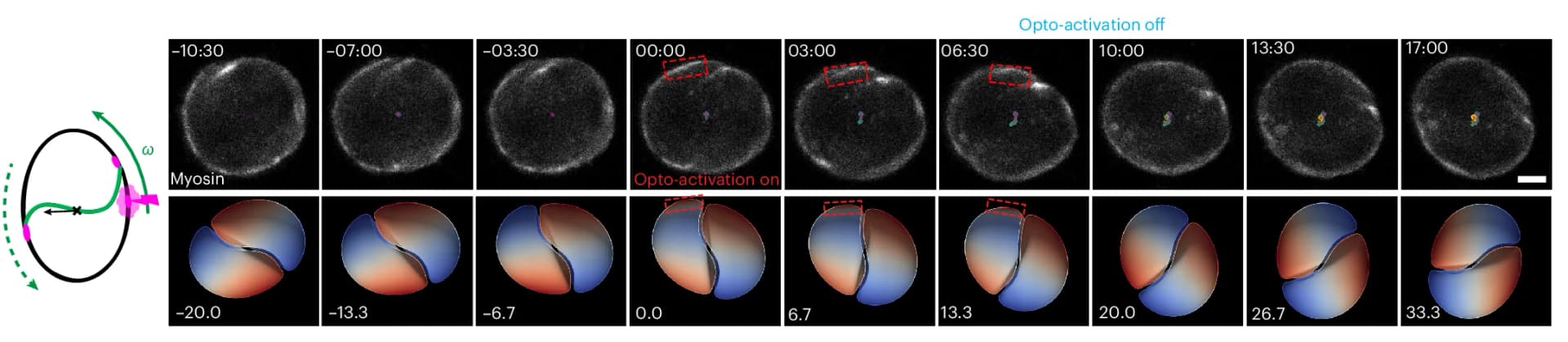 Open access visualization of Microscopy, 3D Plot, Rotating Doublet, MRLC-iRFP, Optogenetic Activation