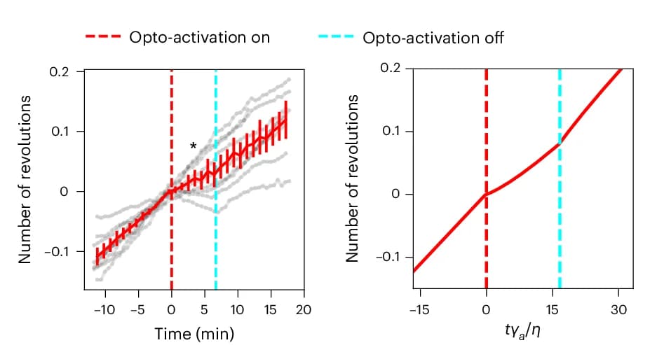 Open access visualization of Line Plot, Error Bars, Number of Turns, Time, Optogenetic Generation