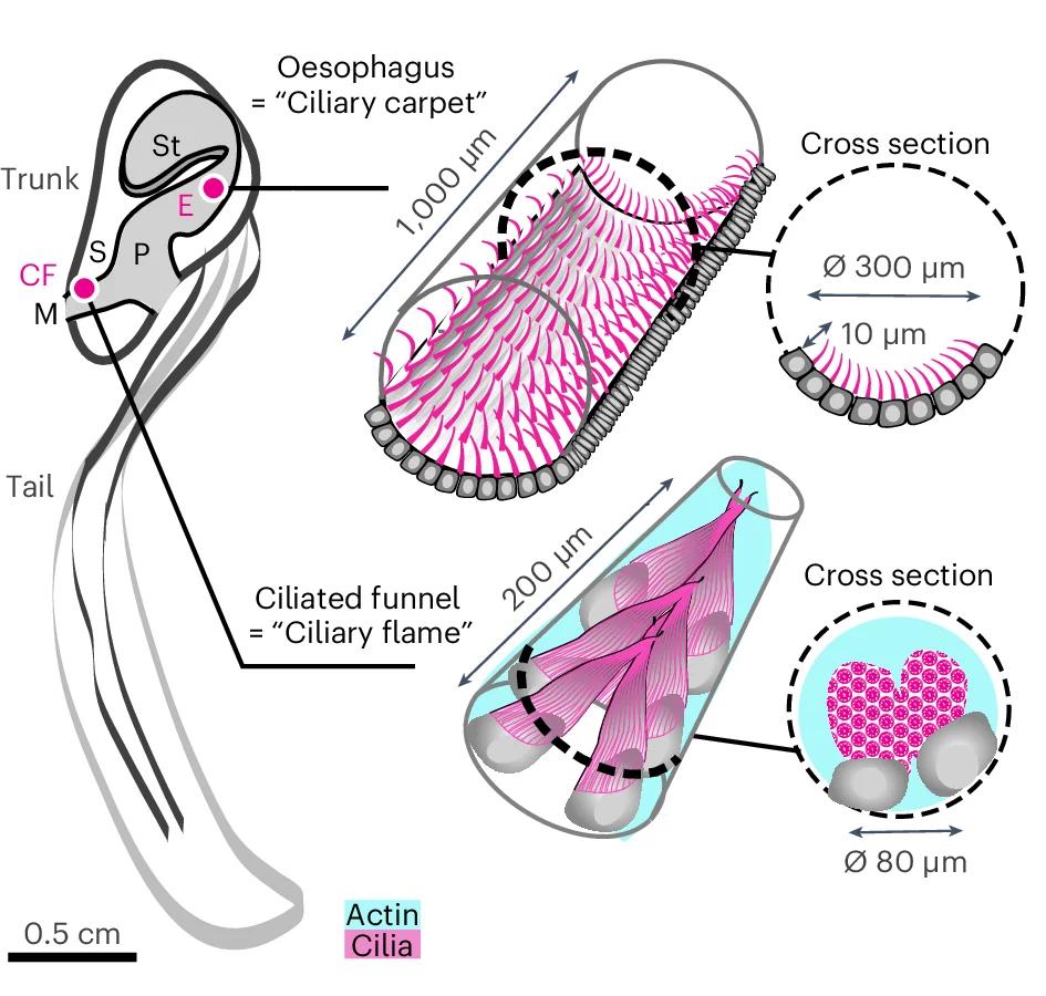 Open access visualization of Illustration, Stomach, Pharynx, Oesophagus, Ciliary Carpets