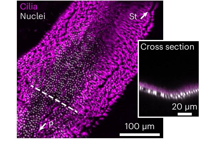 Open access visualization of Microscopy, Confocal Image, Ciliary Carpet, Oesophagus, Acetylated Alpha-Tubulin