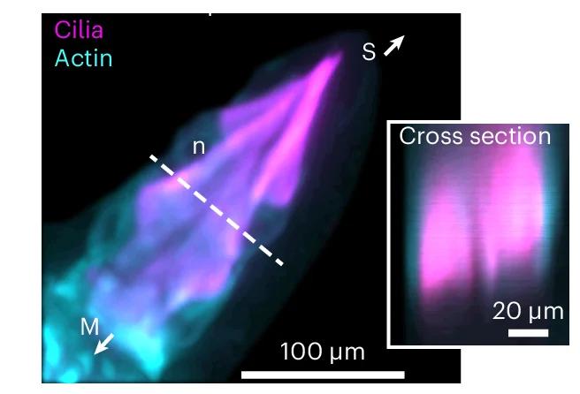 Open access visualization of Microscopy, Confocal Image, Ciliary Flame, Ciliated Funnel, Acetylated Alpha-Tubulin