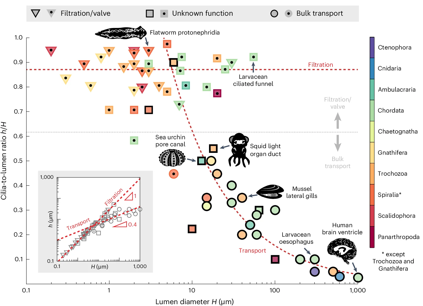 Open access visualization of Scatter Plot, Regression Plot, Ciliated Ducts, Cilia-to-lumen Ratio, Lumen Diameter