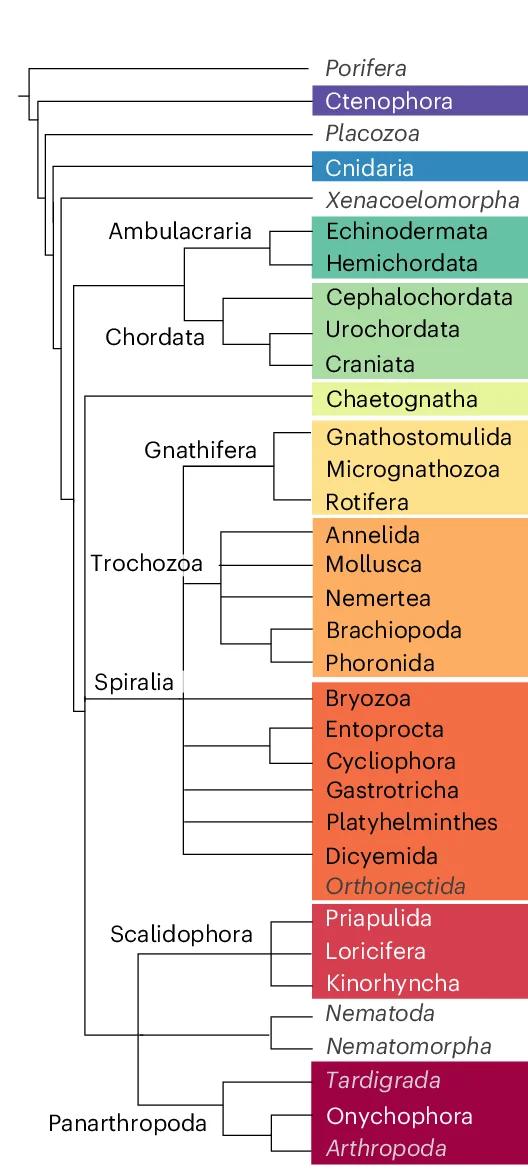 Open access visualization of Network, Pathway, Phylogenetic Tree, Phyla, Ciliated Ducts