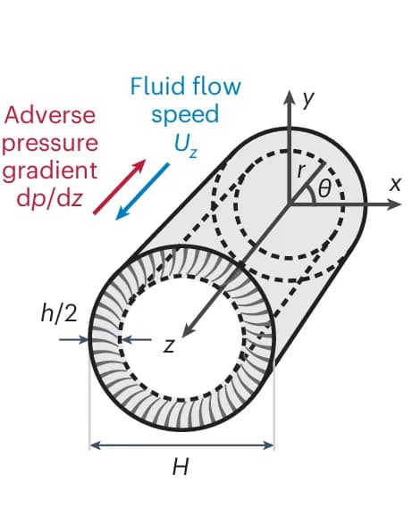Open access visualization of Illustration, Ciliated Duct, Axisymmetric Model, Porous Layer, Cilia