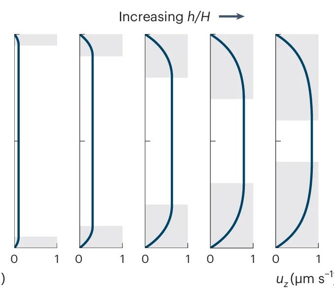 Open access visualization of Line Plot, Net Flow, Cilia-to-Lumen Ratio