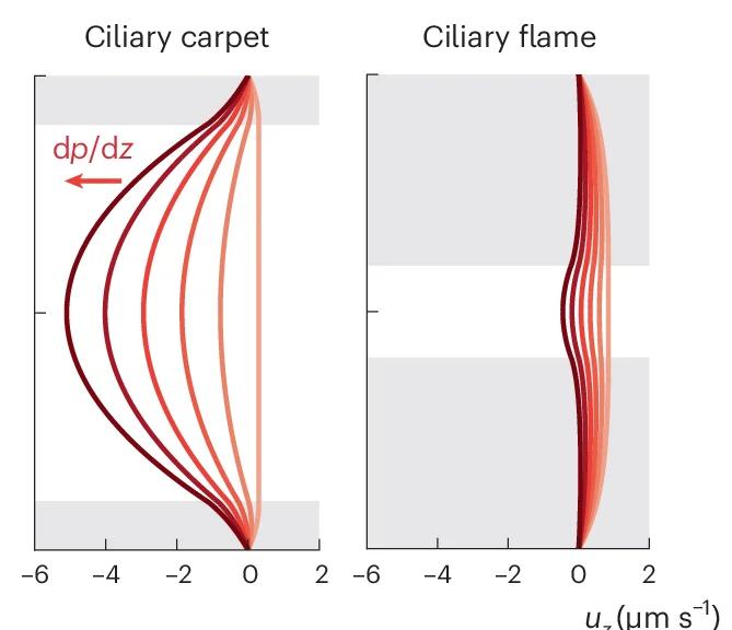 Open access visualization of Line Plot, Adverse Pressure, Poiseuille Flow, Free Lumen, Ciliary Carpets