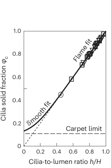 Open access visualization of Line Plot, Scatter Plot, Cilia Fraction, Cilia-to-Lumen Ratio, Ciliary Flame