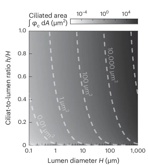 Open access visualization of Heatmap, Ciliated Area, Morphospace, Cilia