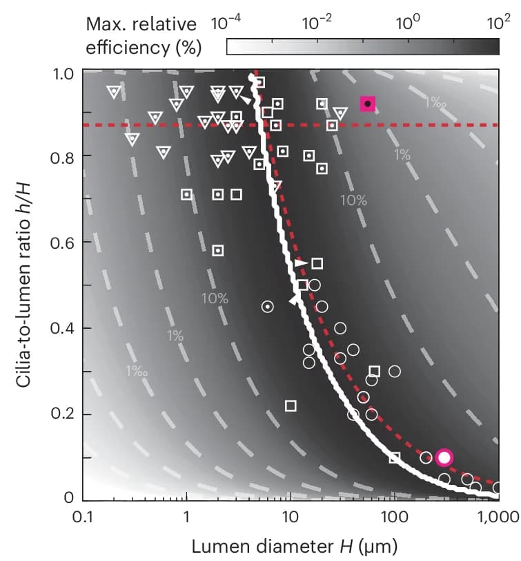 Open access visualization of Scatter Plot, Line Plot, Heatmap, Relative Efficiency, Morphospace