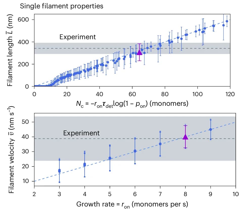 Open access visualization of Scatter Plot, Error Bars, Regression Plot, Filament Length, Treadmilling Velocity
