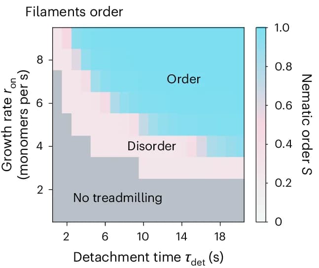 Open access visualization of Heatmap, Simulations, Nematic Order, Filaments, Treadmilling