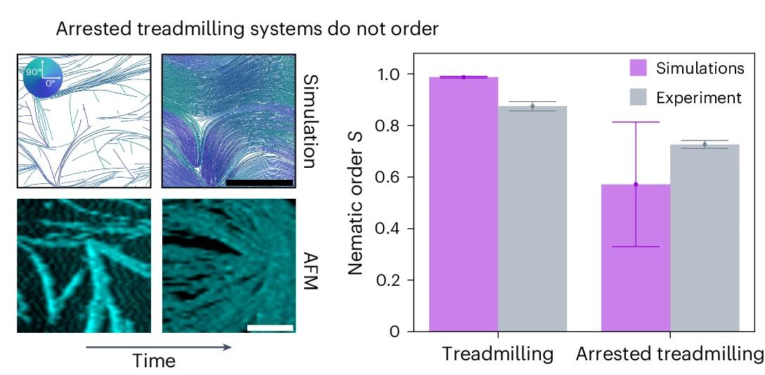 Open access visualization of Bar Plot, Error Bars, Clustered, Microscopy, Photo