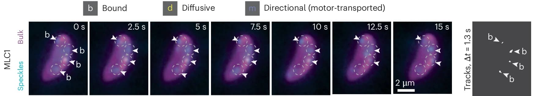 Open access visualization of Microscopy, MLC1, Extracellular Parasites, Protein Trajectories, Movement