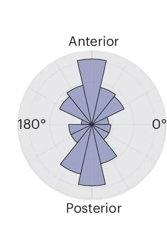 Open access visualization of Bar Plot, Histogram, Polar Histogram, Actin Displacements, Cell Polarity