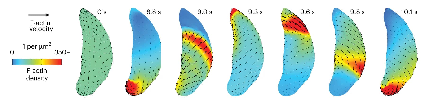 Open access visualization of Illustration, Actin Filaments, Toxoplasma gondii, Surface Geometry, Actin Patches