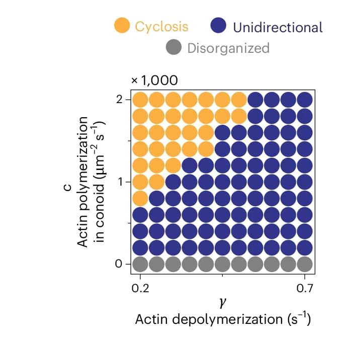 Open access visualization of Scatter Plot, F-actin, Polymerization, Depolymerization, Cell