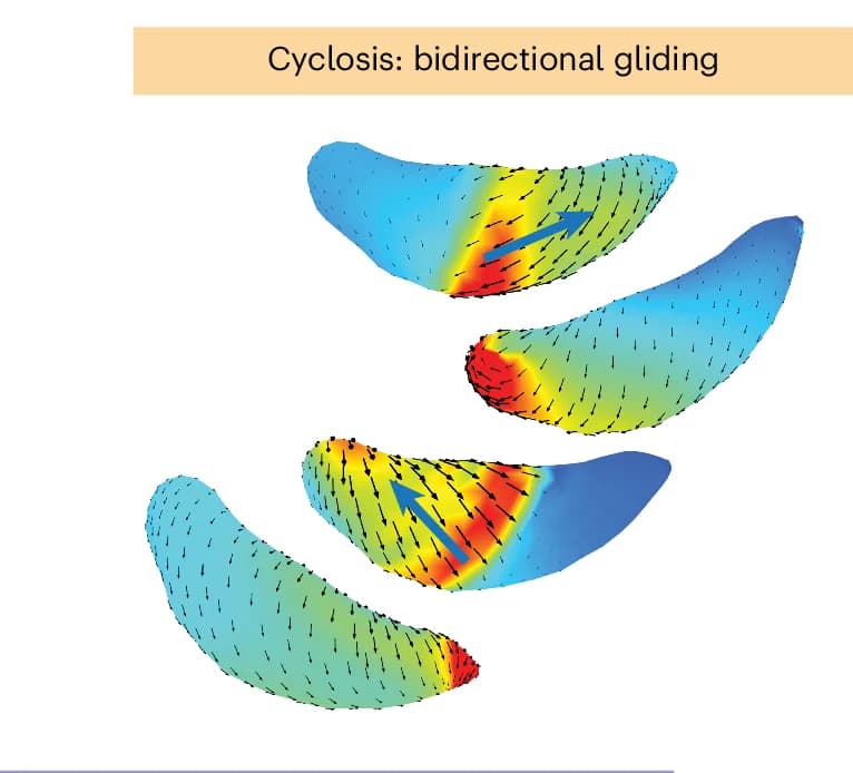 Open access visualization of 3D Plot, Model Prediction, F-actin, Cyclosis, Traction Force