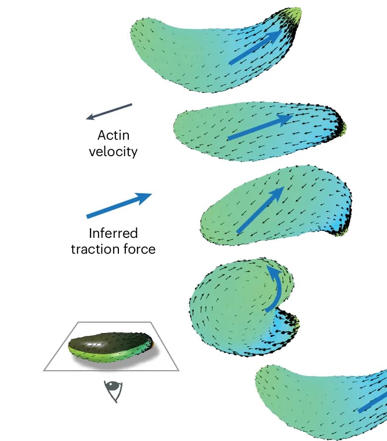 Open access visualization of 3D Plot, Model Prediction, F-actin, Self-Organized State, Helical Gliding