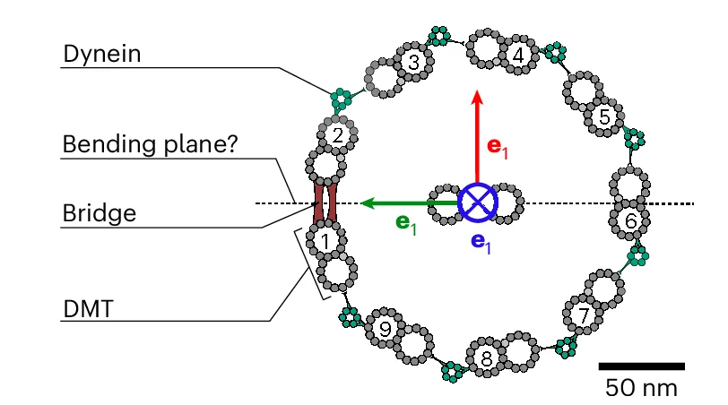 Open access visualization of Illustration, Chemical Structure, Axoneme, DMT, Dynein Motors
