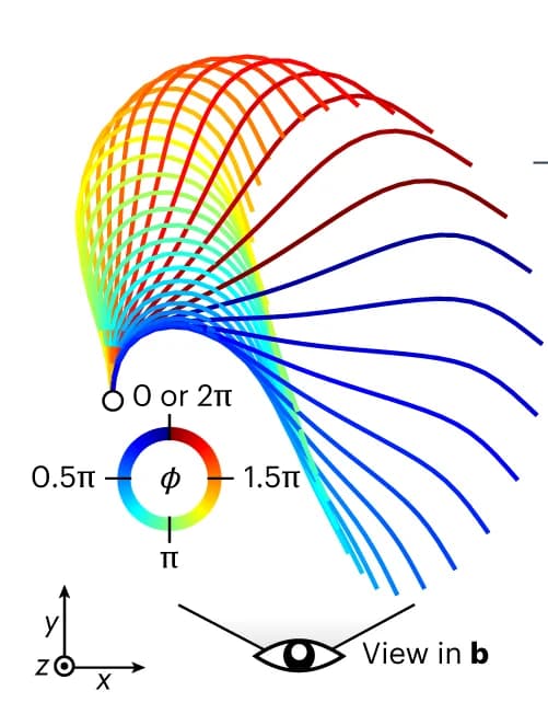 Open access visualization of Line Plot, 3D Waveform, Axonemes, Beat Cycle, Projection