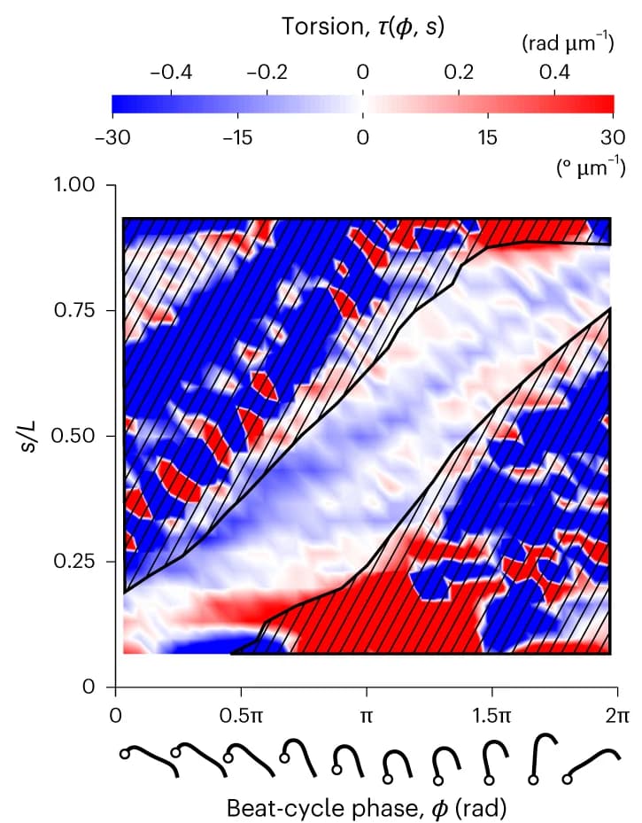 Open access visualization of Heatmap, Torsion, Beat-cycle Phase, Arc Length, Map