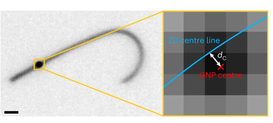 Open access visualization of Microscopy, Dark-field Microscopy Image, Axoneme, GNP, Gaussian Model