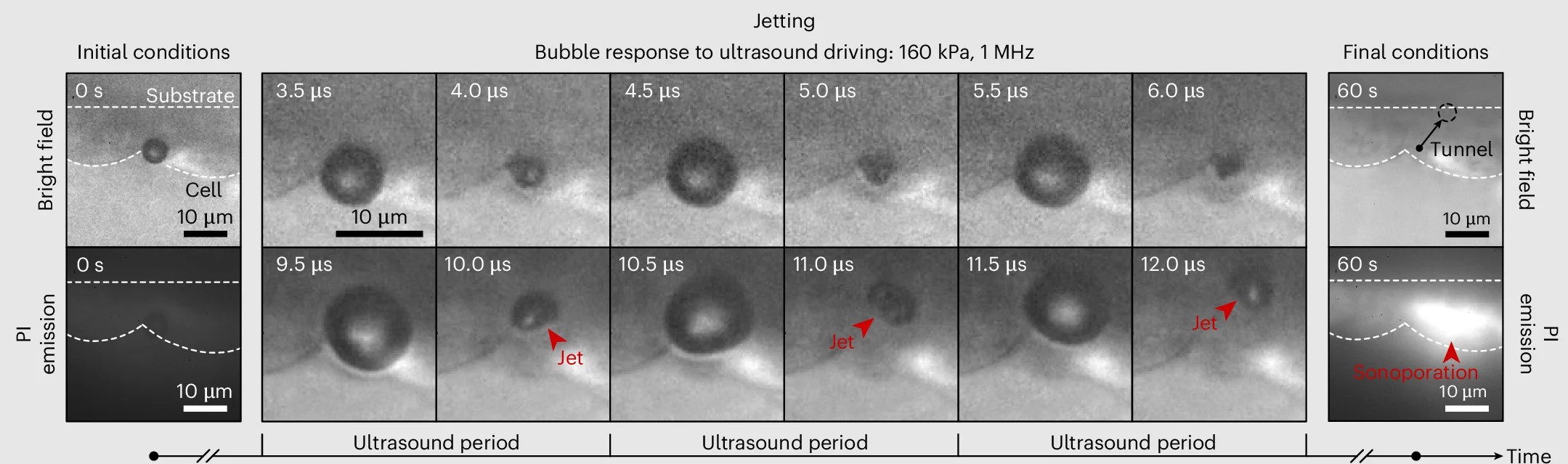 Open access visualization of Microscopy, Photo, Microbubble, Ultrasound Pressure, Microjets