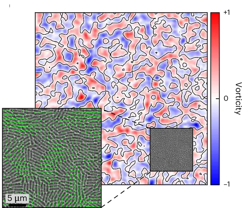 Open access visualization of Heatmap, Microscopy, Velocity Fields, Vorticity Fields, Prokaryotic WT P. aeruginosa Cells