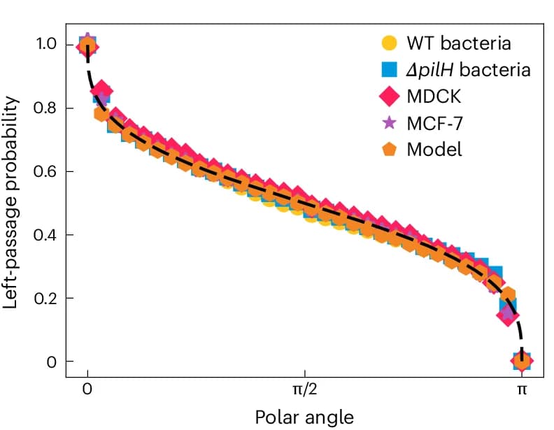Open access visualization of Line Plot, Scatter Plot, Left-Passage Probability, Cellular Genotypes, Numerical Model