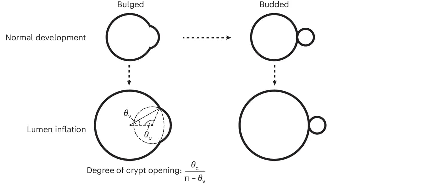 Open access visualization of Workflow, Illustration, Crypt Morphogenesis, Normal Development, Mechanical Perturbation